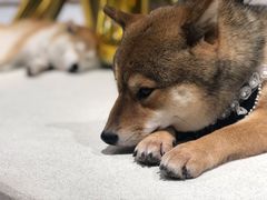 -柴务处·柴犬主题狗咖