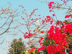 -深圳湾公园(南山区)