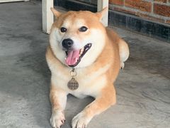 -柴犬高等学院·狗咖·柴犬售卖·宠物训练