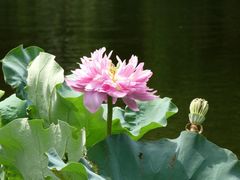 -大埔公路-马料水段香港中文大学(公交站)