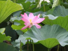 -长春市南湖公园