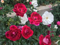 -人民公园(罗湖区)