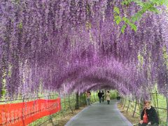 -大塘金香草谷