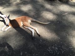 -可伦宾野生动物保护区