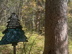 -五营红松林海景区