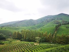 -帐篷客·溪龙茶谷度假酒店