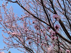 -桃花堤公园