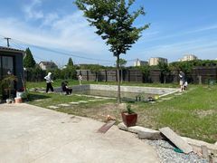 -南汇新场正宗水蜜桃采摘