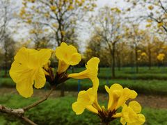 -天适樱花悠乐园