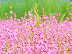 -春花秋色城市公园