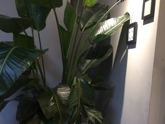 -树夏(鹭洲里店)