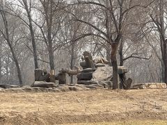 -北京野生动物园