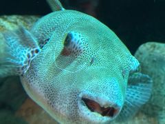 -悉尼海洋生物水族馆
