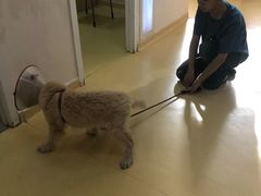 -芭比堂动物医院·犬猫全科·异宠专科(雁塔分院)