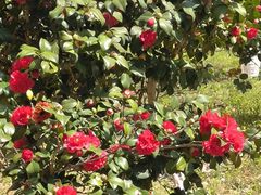 -苏州卫生职业技术学院(石湖校区)