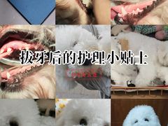 -科道动物医院·急重症中心(万达院)