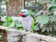 -南宫五洲植物乐园