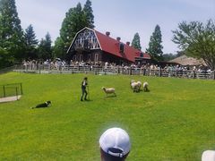 -神户市立六甲山牧场