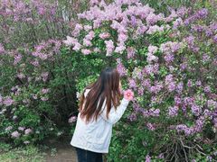 -群力丁香公园