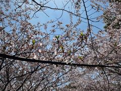 -高东镇樱花园