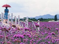 -北京东方普罗旺斯薰衣草庄园