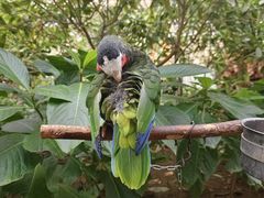 -南宫五洲植物乐园