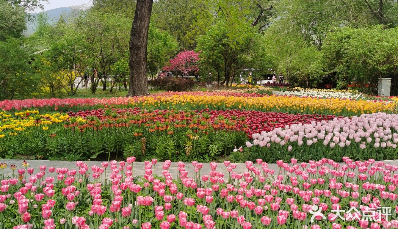 上週日北京植物園南門的8000餘平米的鬱金香園