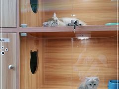 -猫十亿·布偶金渐层·曼基康矮脚猫舍(青年路店)