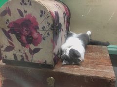 -猫咪博物馆(顶澳仔猫街店)