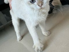 -福懋动物医院·犬猫全科·外科·重症科(杏林分院)