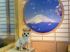 -柴源莊·柴小宠柴犬咖啡