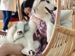 -Husky Go! 哈士奇体验馆·宠物咖啡厅狗咖