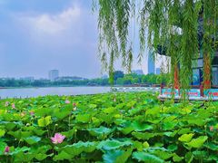 -济南大明湖景区