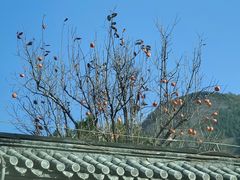 -康陵正德春饼宴26号
