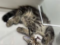 -babydoll猫舍·米努特·德文·缅因(久光中心店)