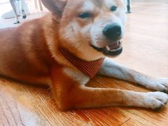 -柴犬高等学院·狗咖·柴犬售卖·宠物训练