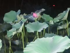 -北陵公园