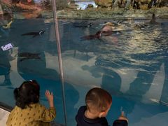 -帝企鹅自助餐厅•儿童岛•真企鹅(长隆企鹅酒店)