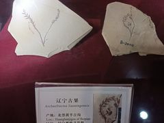 -辽宁古生物博物馆
