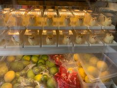 -柴犬高等学院·狗咖·柴犬售卖·宠物训练