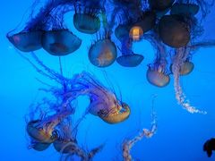 -太平洋海底世界