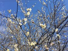 -广州市流溪河国家森林公园