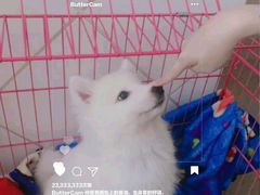-翊宠yipet猫狗购宠庄园犬舍•猫舍
