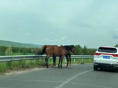 -塞罕坝国家级自然保护区