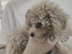 -翊宠yipet猫狗购宠庄园