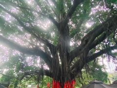 -石炮台公园