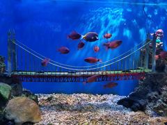 -太平洋海底世界