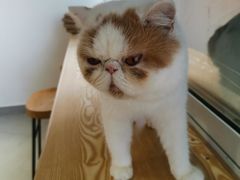 -Heymao猫咖.咖啡厅(东门店)