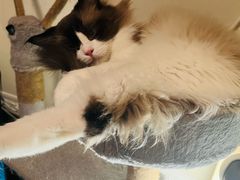 -纳吉亚猫专科动物诊疗中心(蒋宅口分院)