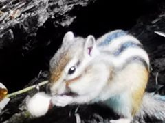 -五营红松林海景区